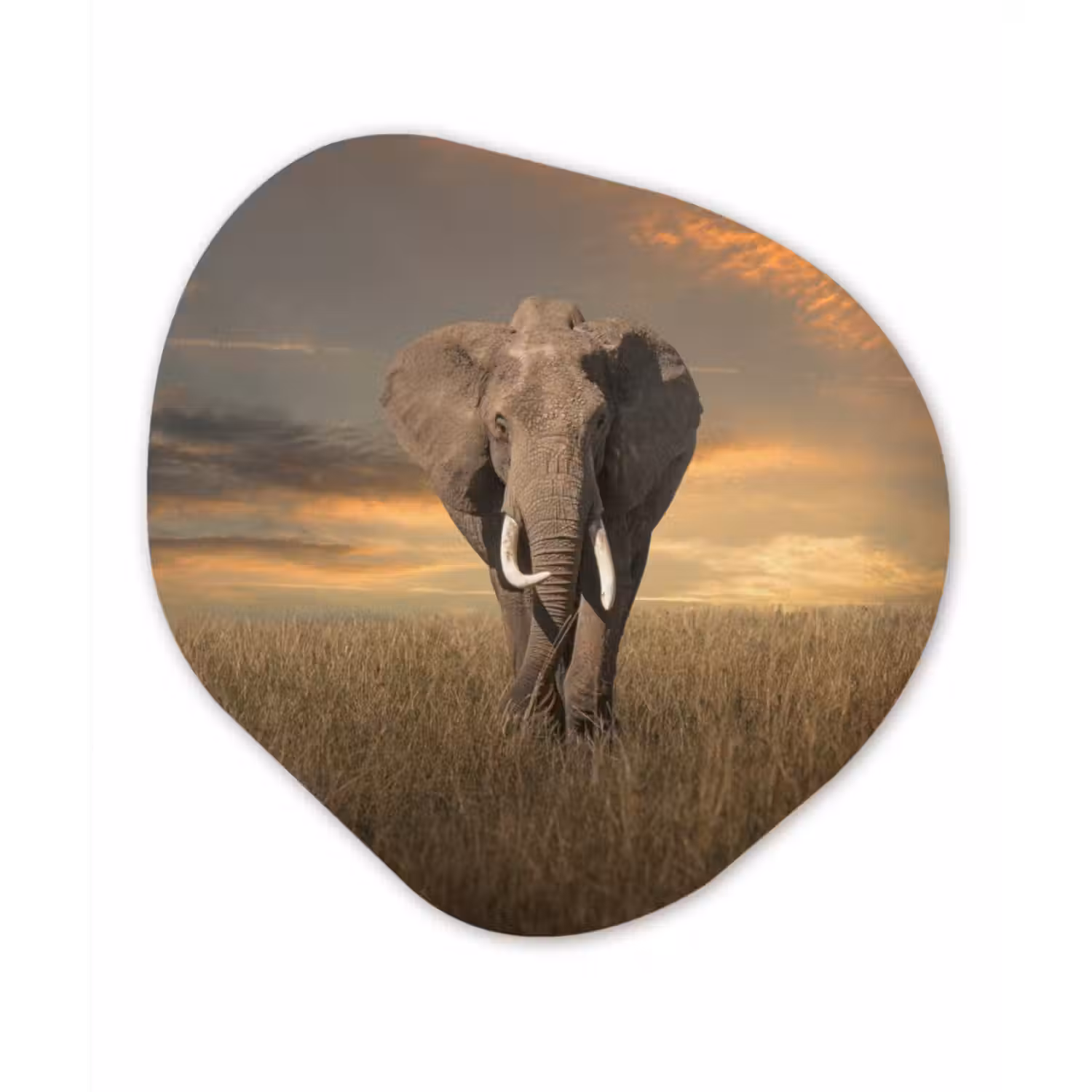 Organische Formen – Aluminium – Olifant - Dieren - Gras - Natuur