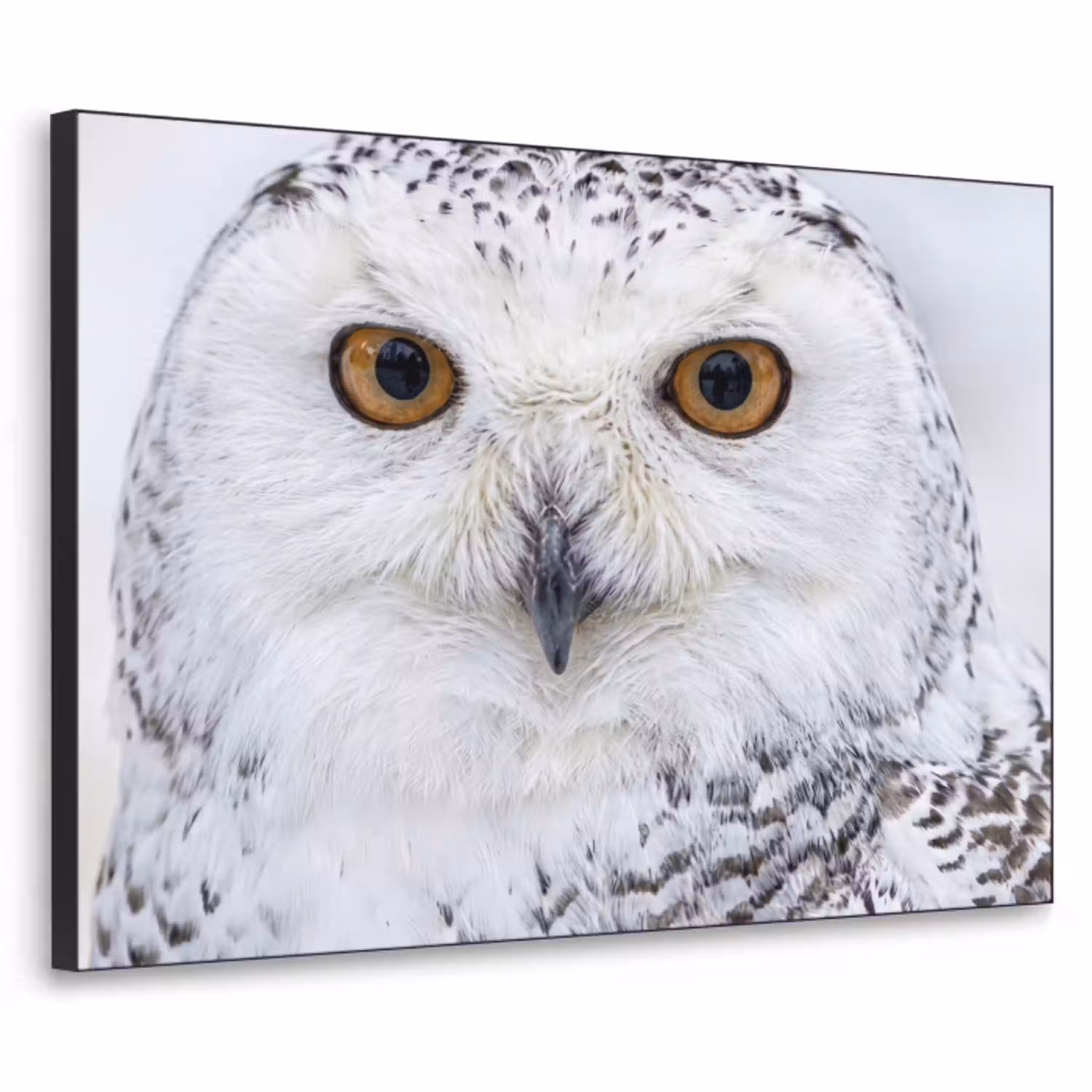 Sneeuwuil - Oog - Wildlife - Wit Textielframe zwart klein -3d
