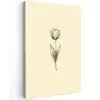 Illustratie - Tulp - Zwart Tuinposter op houten frame 2 cm dik klein -3d