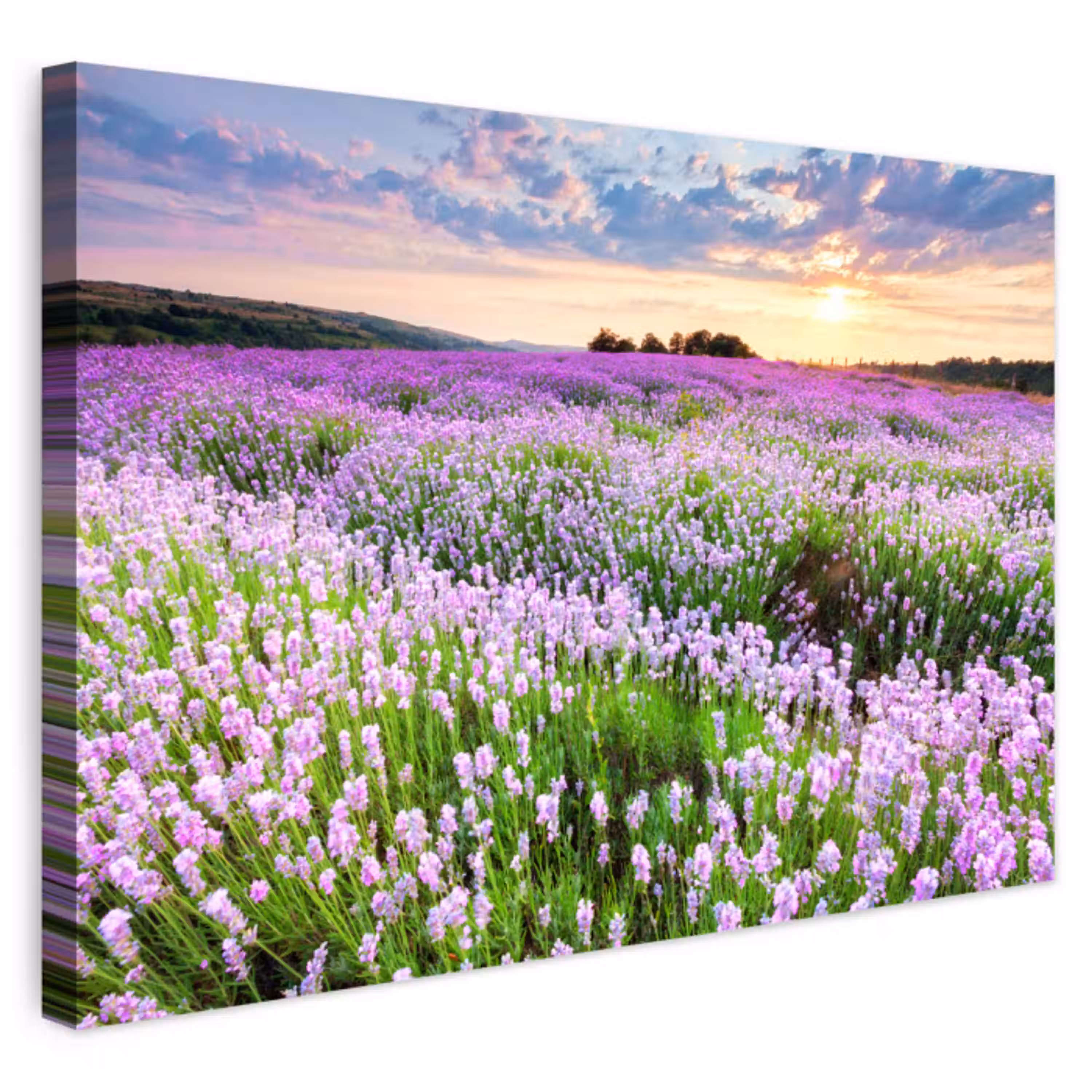 Bloemen - Lavendel - Paars - Lucht - Zonsondergang - Weide - Natuur Tuinposter op houten frame 2 cm dik klein -3d