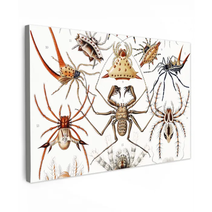 Retro - Spin - Ernst Haeckel - Spinnen canvas 2cm klein -z3d