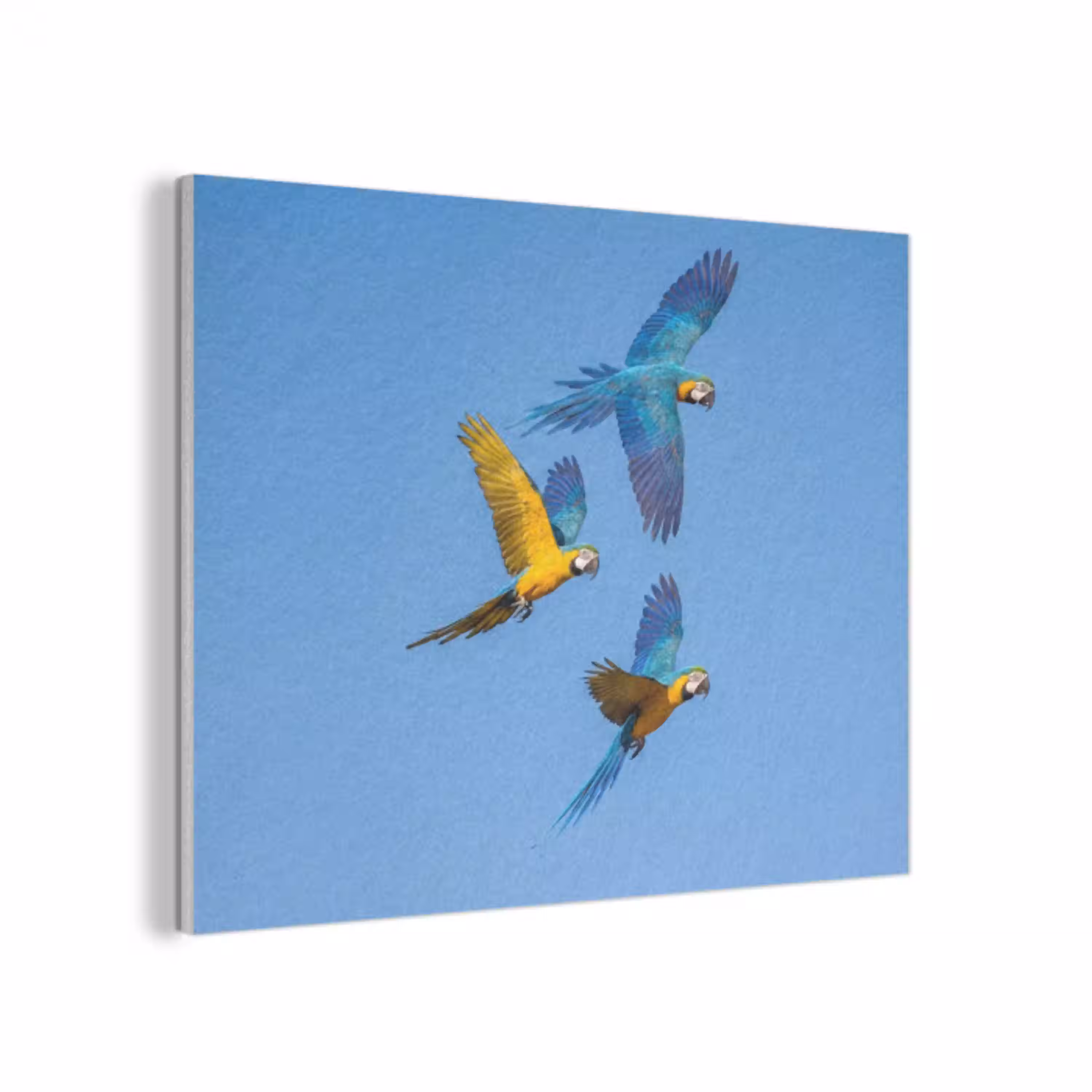 Papagaai - Vliegen - Blauw - Geel PET vilt klein -3d