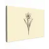 Zwart - Narcis - Illustratie canvas 2cm klein -z3d