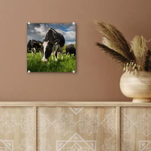 Koeien - Dieren - Gras - Weiland - Boerderij plexiglas 5mm klein -sfeer5
