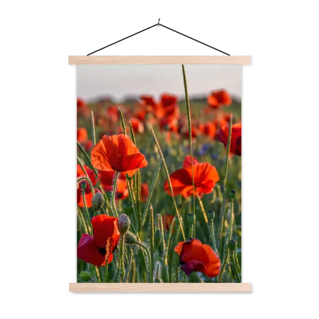 Hanging Poster - Flowers - Poppies - Nature - Red