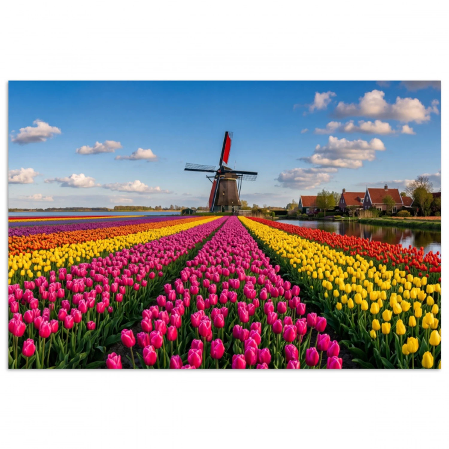 Tulpen - Holland - Molen - Kleurrijk poster papier klein -3d