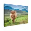 Schotse hooglander - Koe - Natuur - Berg - Gras canvas 2cm klein -z3d