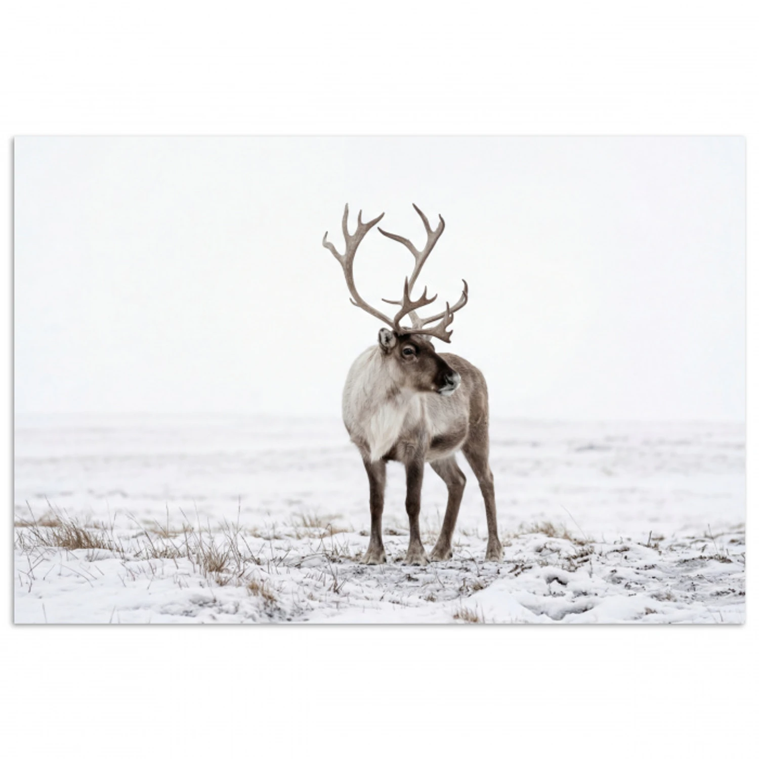 Rendier - Gewei - Sneeuw - Winter poster papier klein -3d