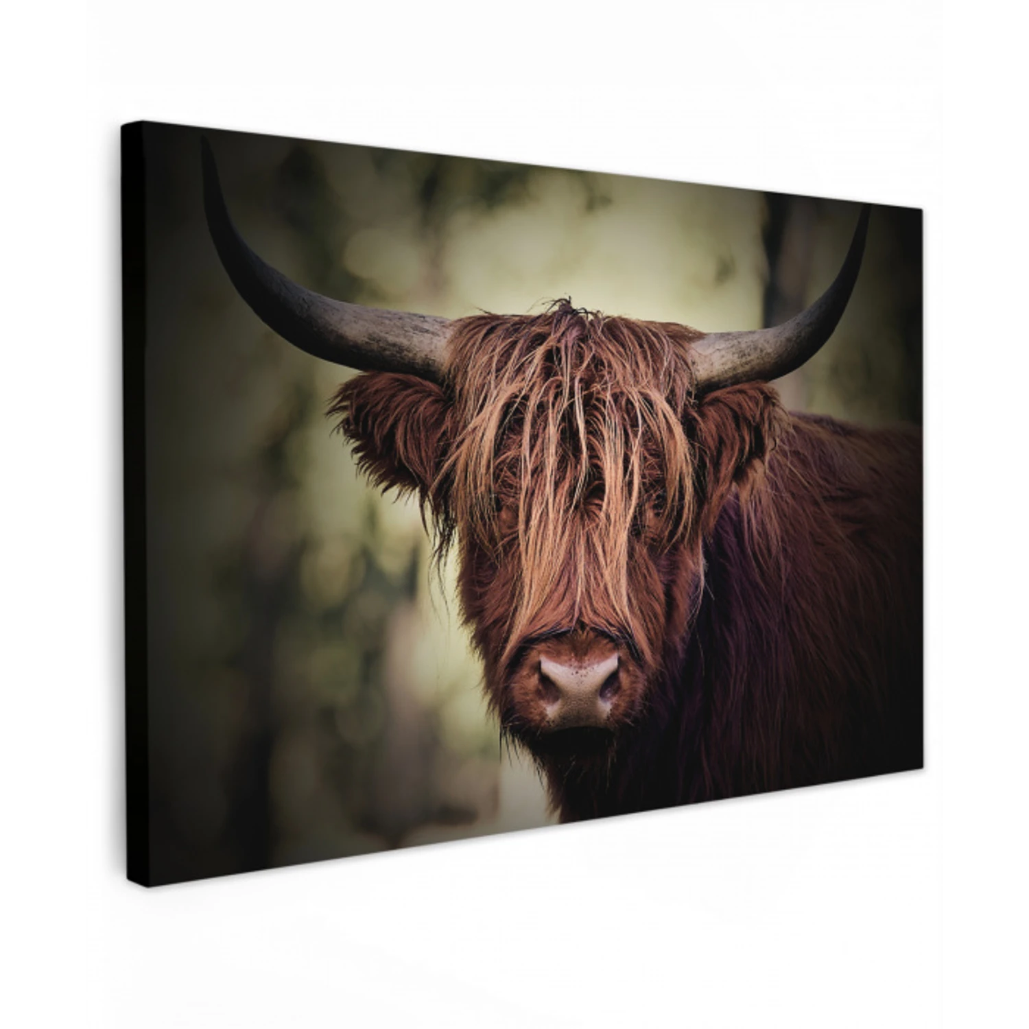 Schotse hooglander - Licht - Portret - Natuur Tuinposter op houten frame 2 cm dik klein -3d