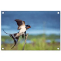 Vogel - Zwaluw - Vliegen tuinposter los doek klein -3d