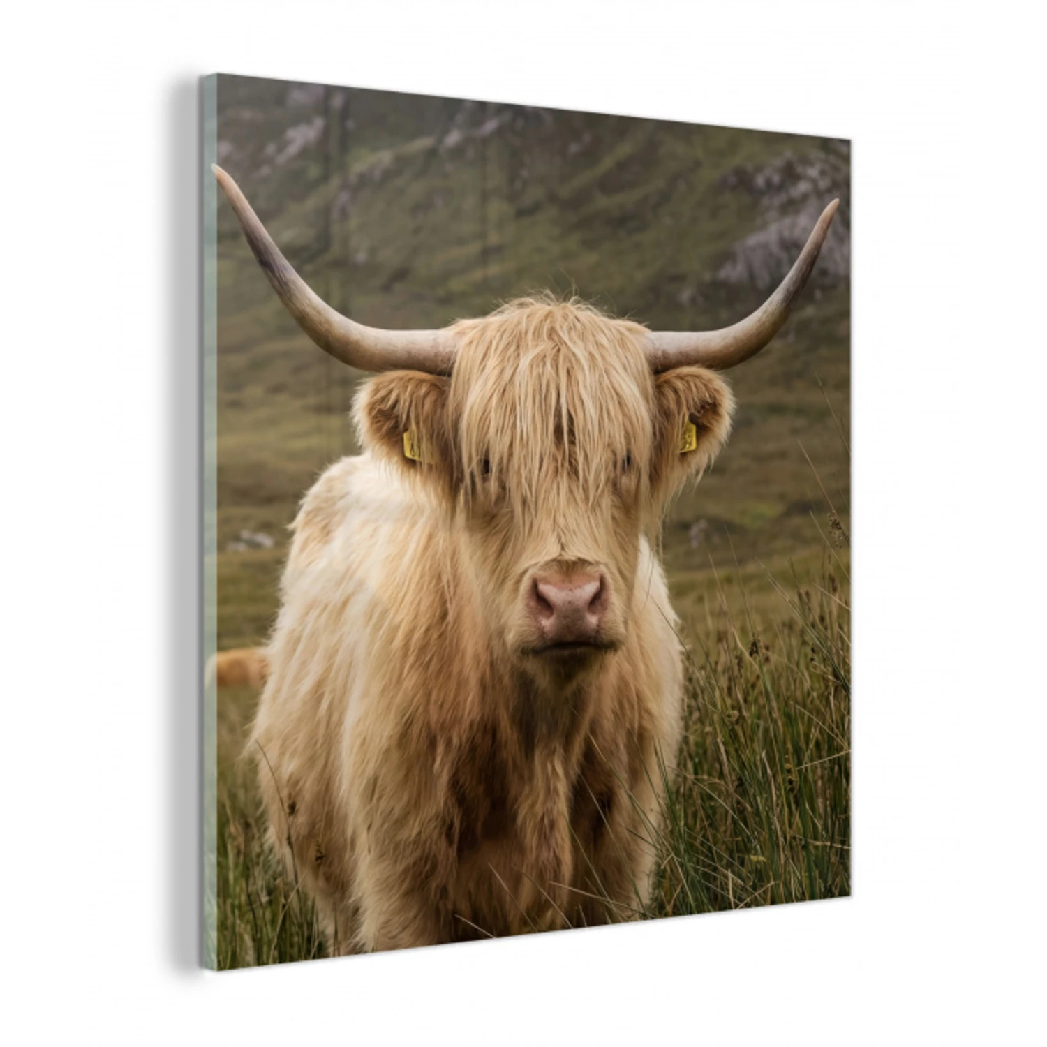 Schotse hooglander - Bergen - Grasveld plexiglas 5mm klein -z3d