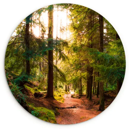 Bos - Pad - Bomen - Groen - Zon - Natuur Wandcirkel kunststof plaat 5mm dik klein -3d