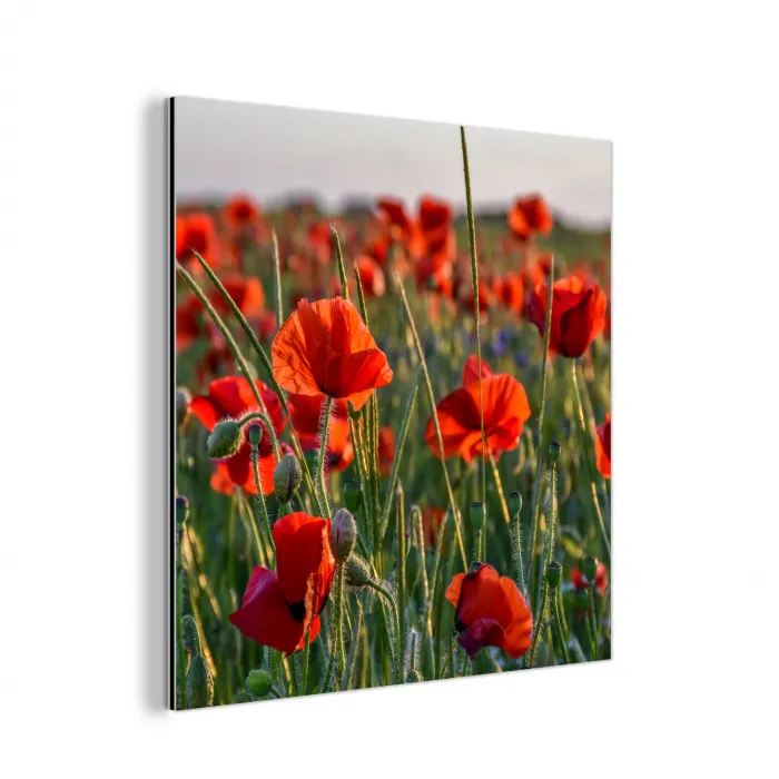 Bloemen - Klaprozen - Natuur - Rood aluminium wit klein -3d
