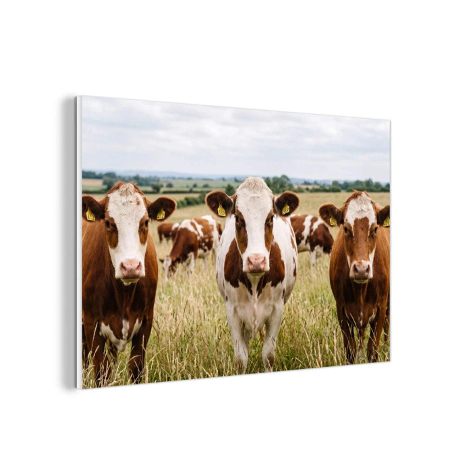Koeien - Portret - Weide - Boerderij - Nieuwsgierig forex 5mm xxl -3d