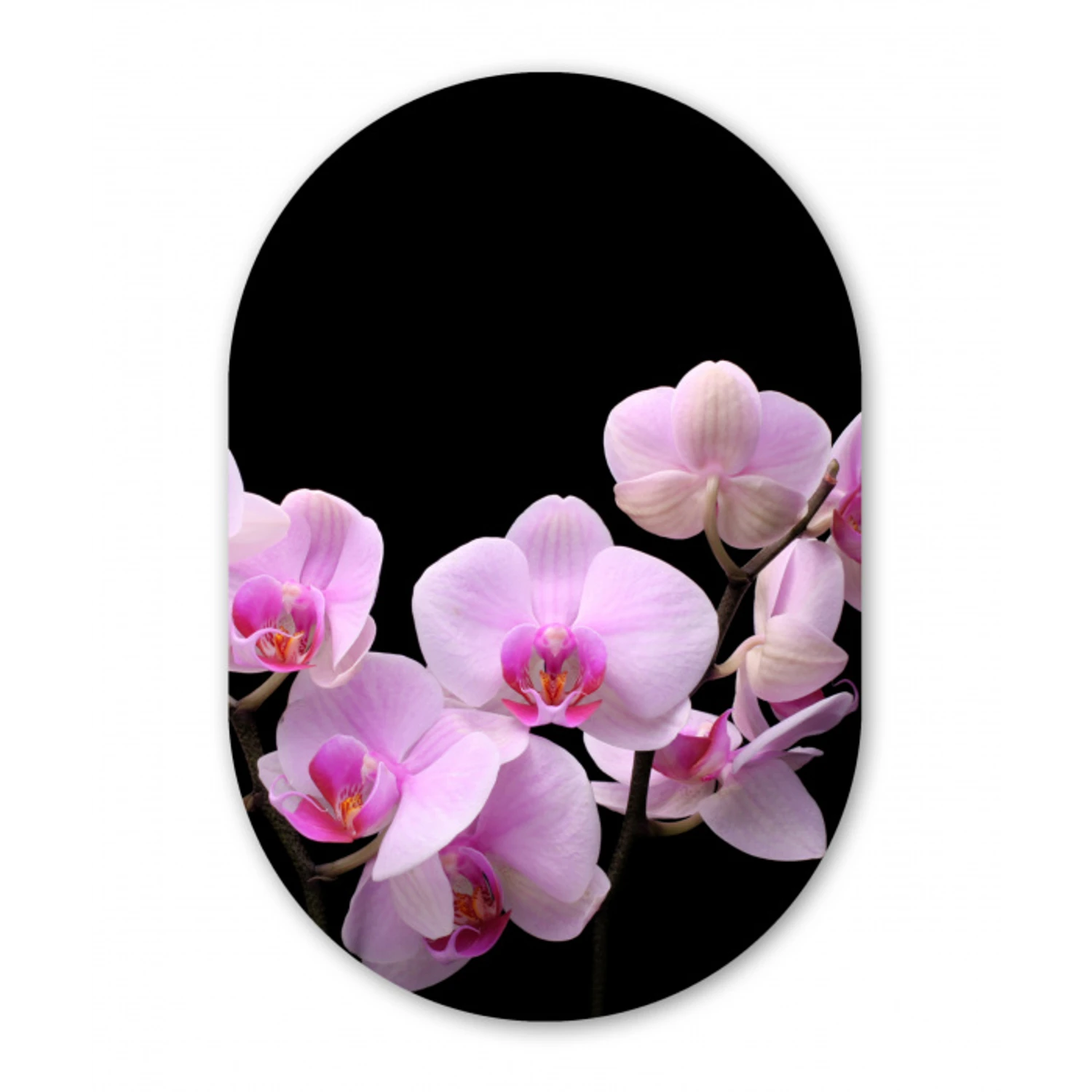 Orchidee - Bloemen - Roze - Flora Wandcirkel Ovaal Forex klein -3d