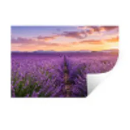 Lavendel - Veld - Natuur - Paars Muursticker klein -3d