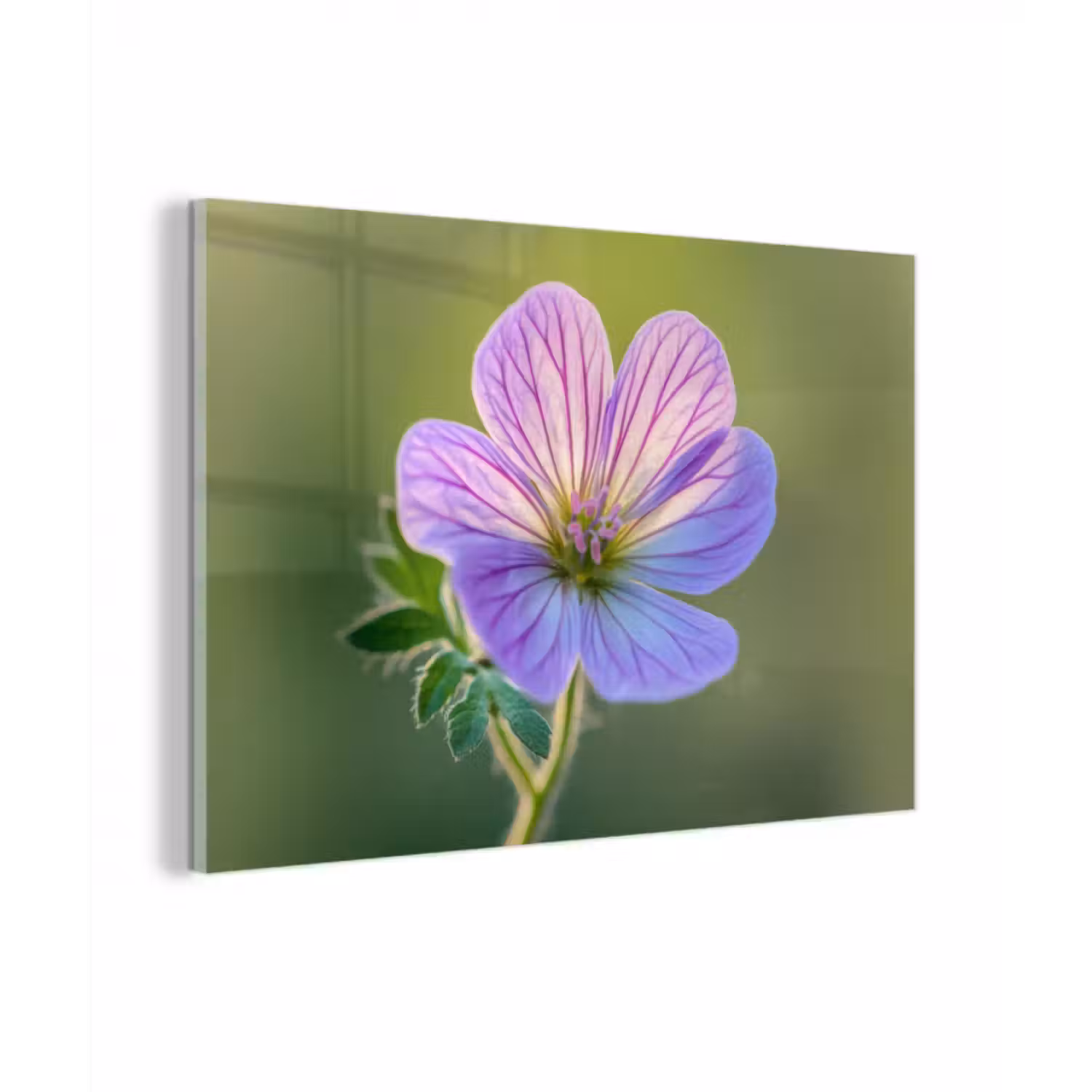 Glasbild - Blume - Nahaufnahme - Lila
