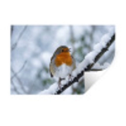 Roodborstje - Tak - Sneeuw - Winter - Levendig Muursticker klein -3d