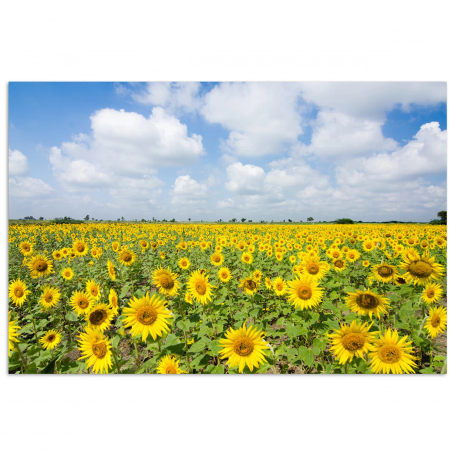 Zonnebloemen - Bloemen - Wolken - Natuur - Geel - Landschap poster papier klein -3d