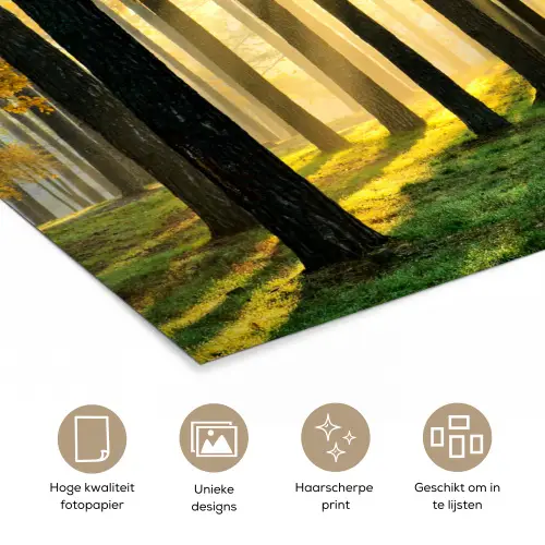 Bos - Zon - Bomen - Gras - Landschap  - Natuur poster papier klein -closeup_NL