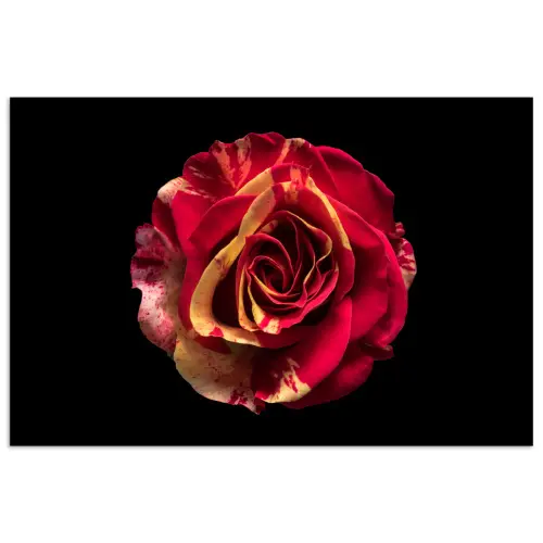Bloem - Roos - Rood - Zwart poster papier klein -3d