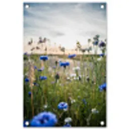 Korenbloemen bij zonsondergang tuinposter los doek klein -3d
