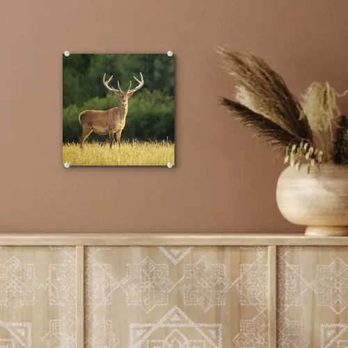 Hert - Gewei - Gras - Natuur - Dieren - Groen plexiglas 5mm klein -sfeer5