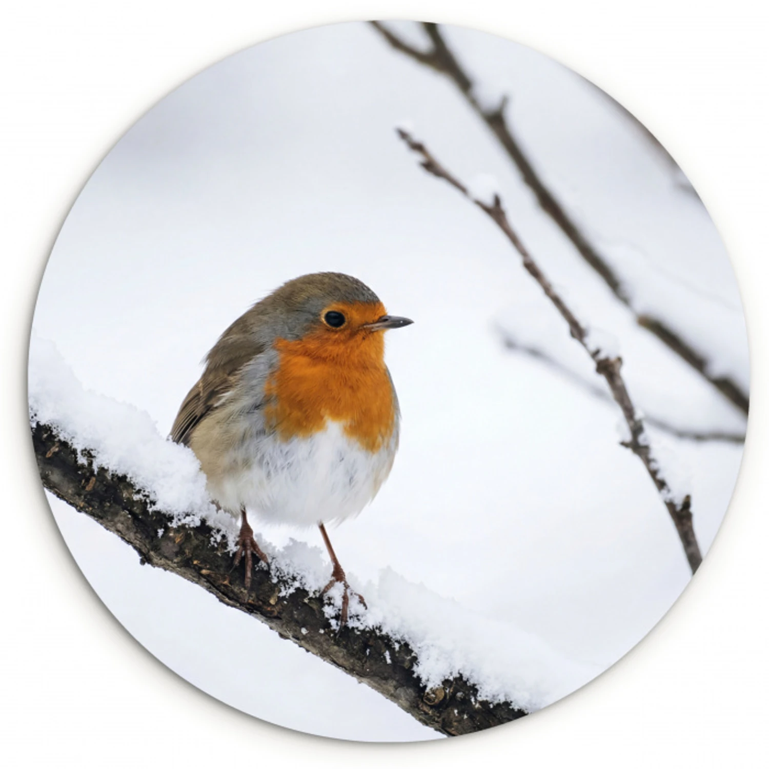 Roodborstje - Tak - Sneeuw - Winter - Levendig Wandcirkel kunststof plaat 5mm dik klein -3d