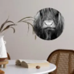 Schotse hooglander - Koe - Zwart - Wit - Dieren Wandcirkel behangsticker klein -sfeer3