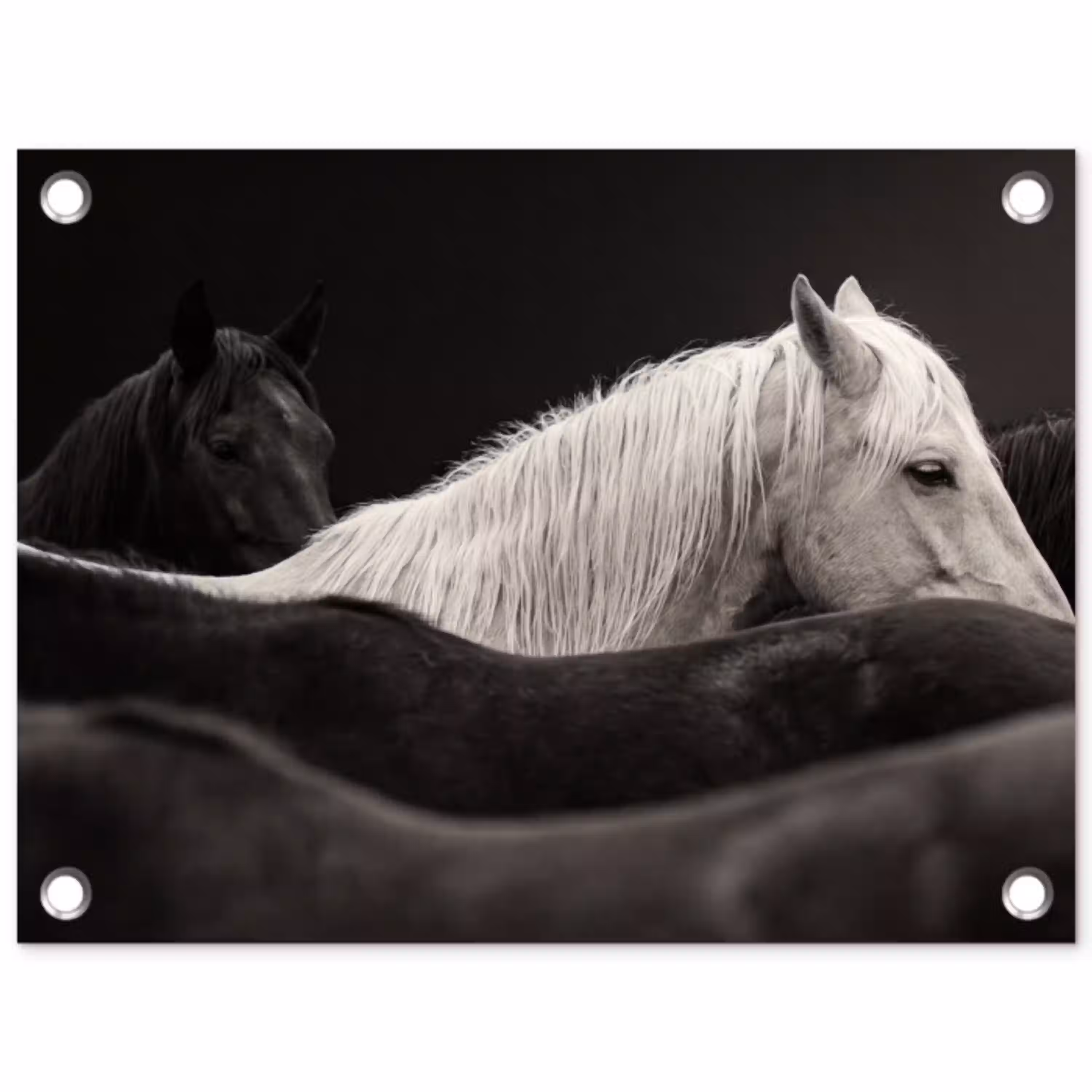 Paarden - Zwart - Wit - Kudde tuinposter los doek klein -3d