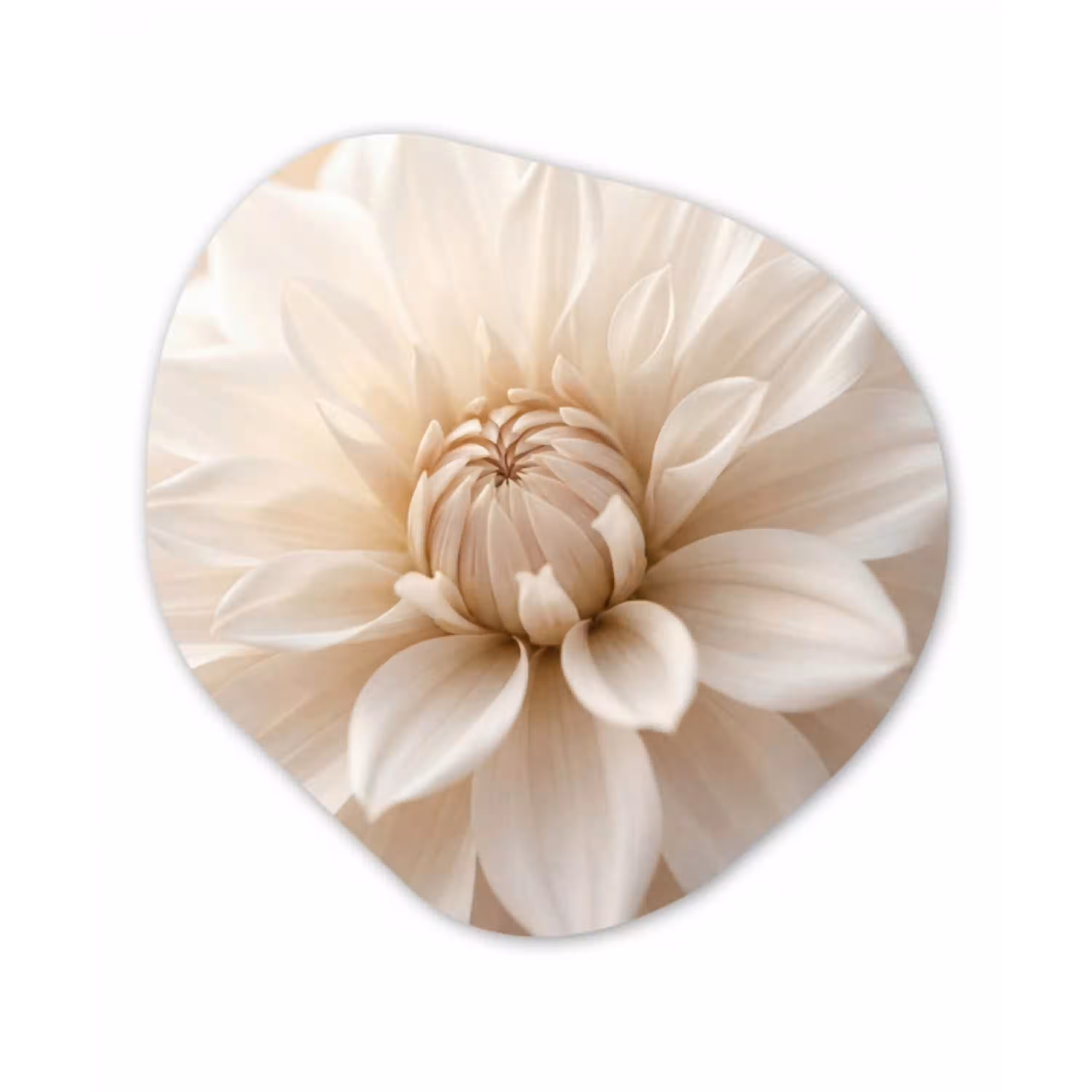 Bloem - Dahlia - Wit Wandcirkel Organisch Aluminium middel -3d