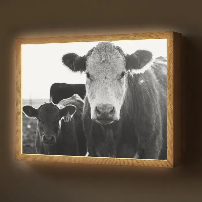 Koeien - Zwart - Wit Light Box met batterij (Wandlamp) middel -z3d_website