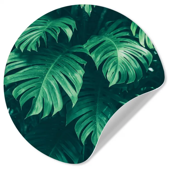 Monstera - Bladeren - Planten - Jungle - Natuur Wandcirkel behangsticker klein -3d