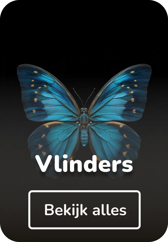 Canvas schilderijen vlinders