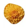 Geel - Chrysant - Zachtheid Wandcirkel Organisch Forex 3mm klein -3d