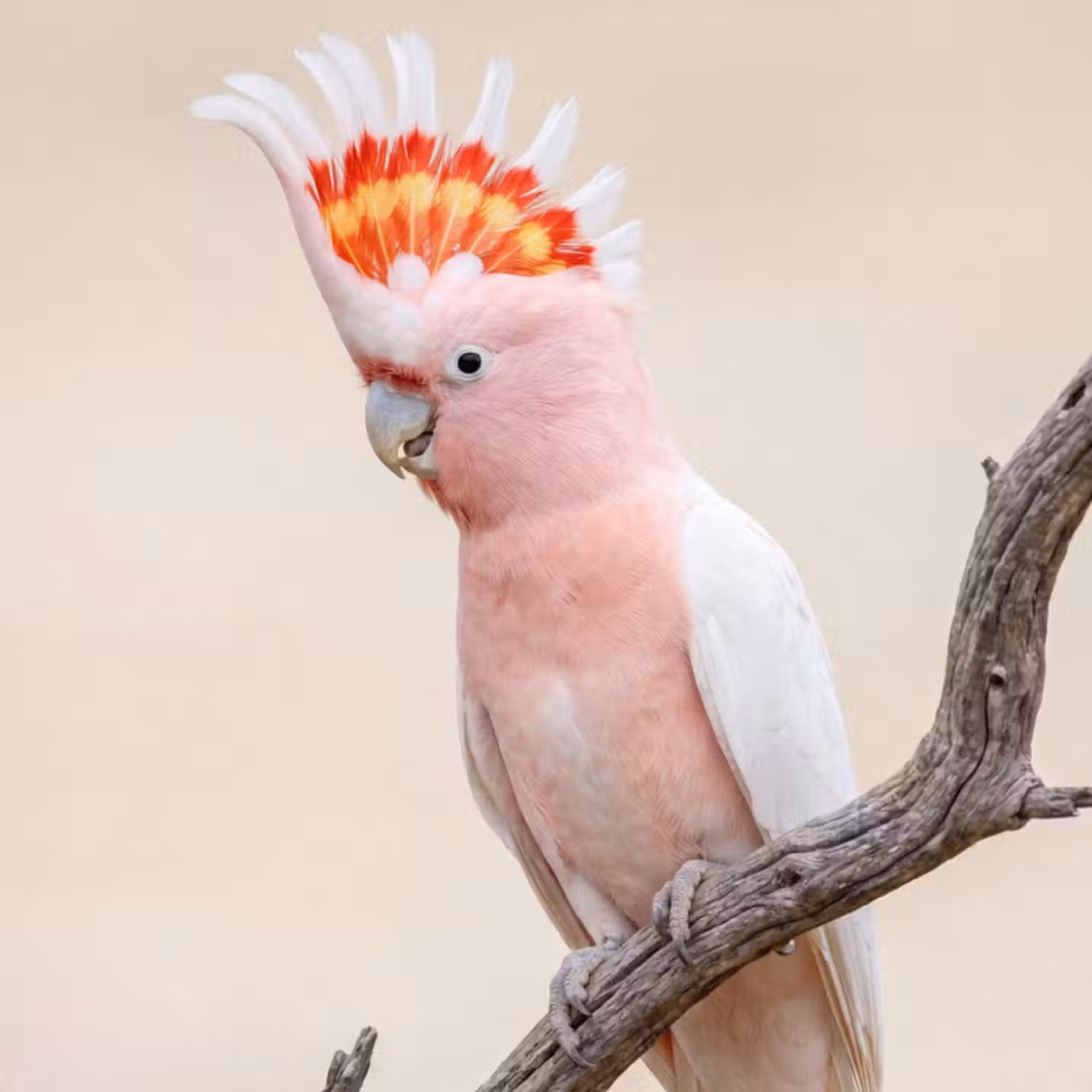 Behang - Papagaai - Tak - Roze