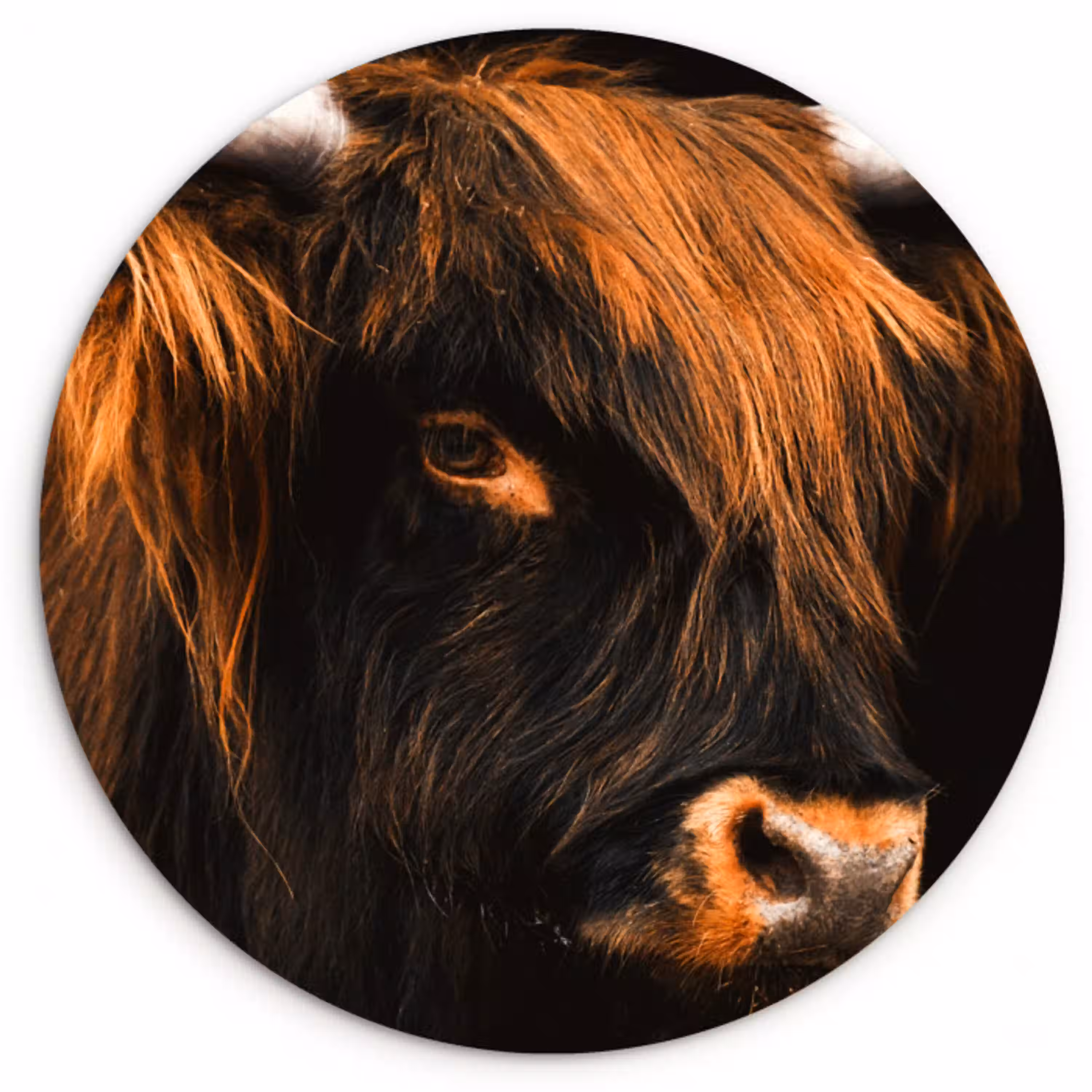 Schotse hooglander - Zwart - Koe - Hoorn - Dieren Wandcirkel kunststof plaat 5mm dik klein -3d