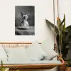 Sphynx - Kat - Dieren - Humor - Spaghetti - Zwart Wit tuinposter los doek klein -sfeer7