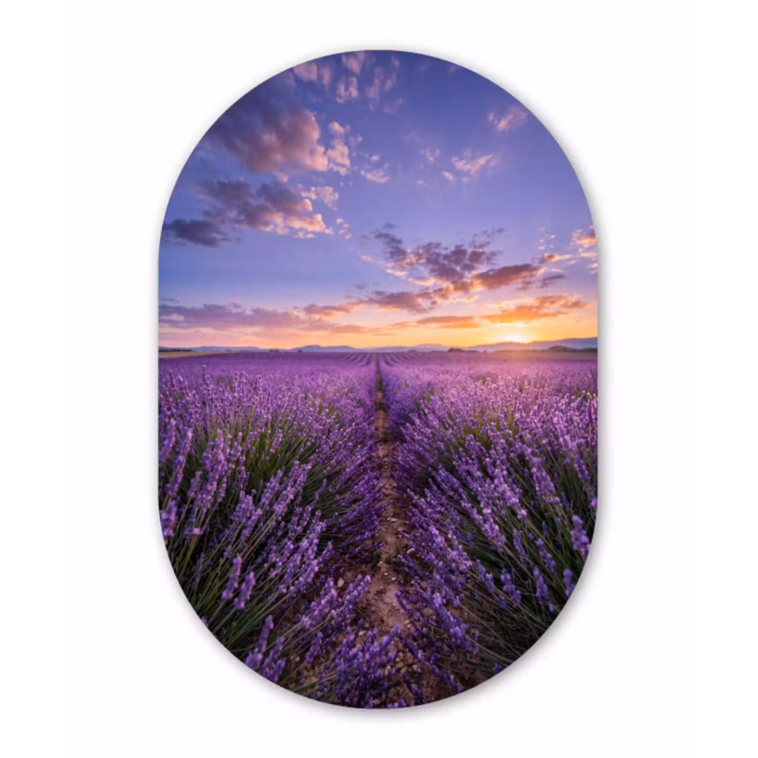 Lavendel - Veld - Natuur - Paars Wandcirkel Ovaal Aluminium middel -3d