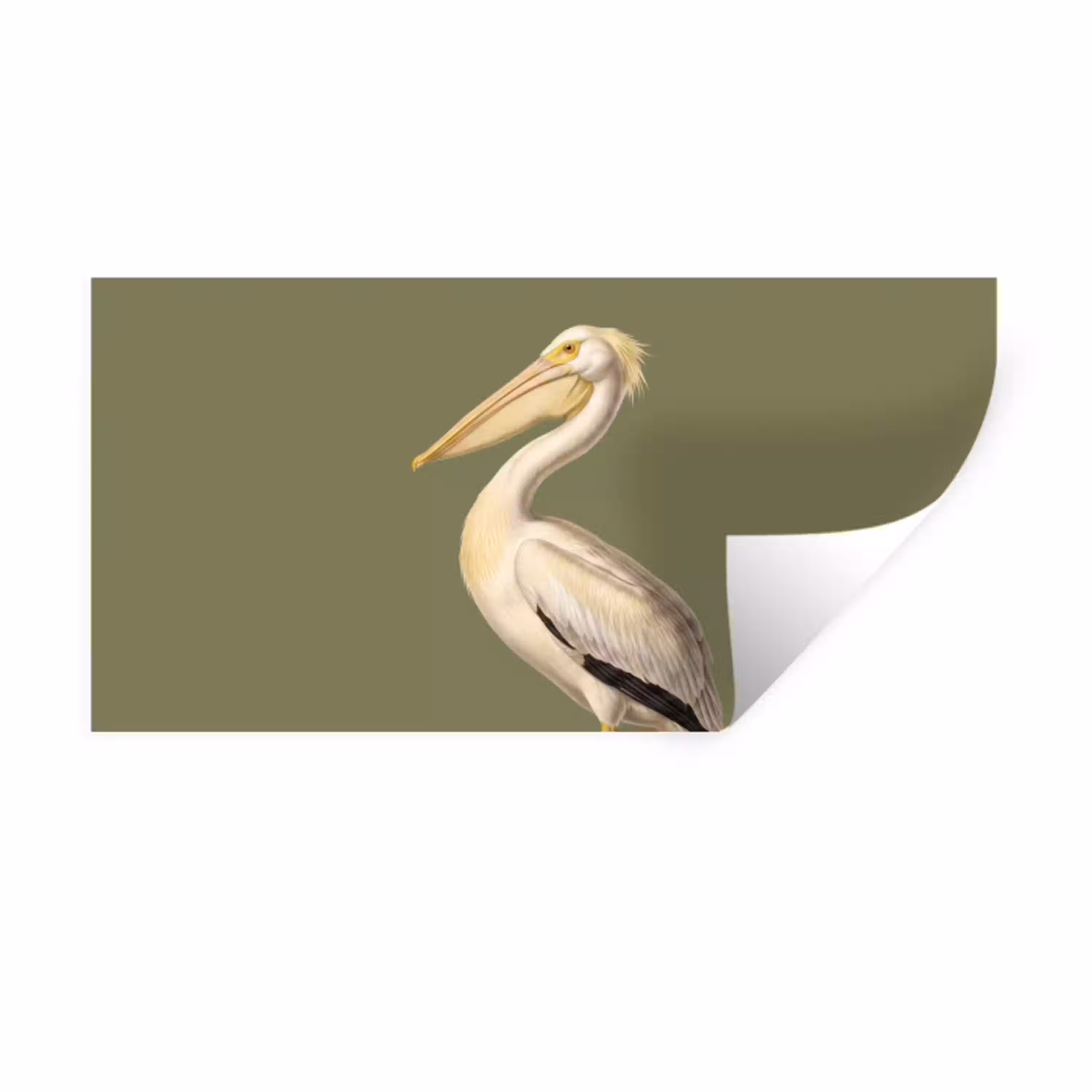 Pelikaan - Wit - Vogel - Klassiek - Natuur Muursticker klein -3d