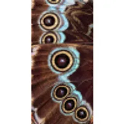Vleugels - Vlinder - Blauw Behang Vlies klein -3d_website