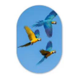 Papagaai - Vliegen - Blauw - Geel Wandcirkel Ovaal Forex klein -3d