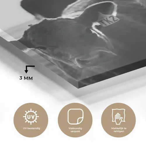Koeien - Zwart - Wit plexiglas 5mm klein -sfeer2