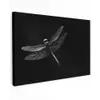 Libelle - Dieren - Zwart - Insect Tuinposter op houten frame 2 cm dik klein -3d