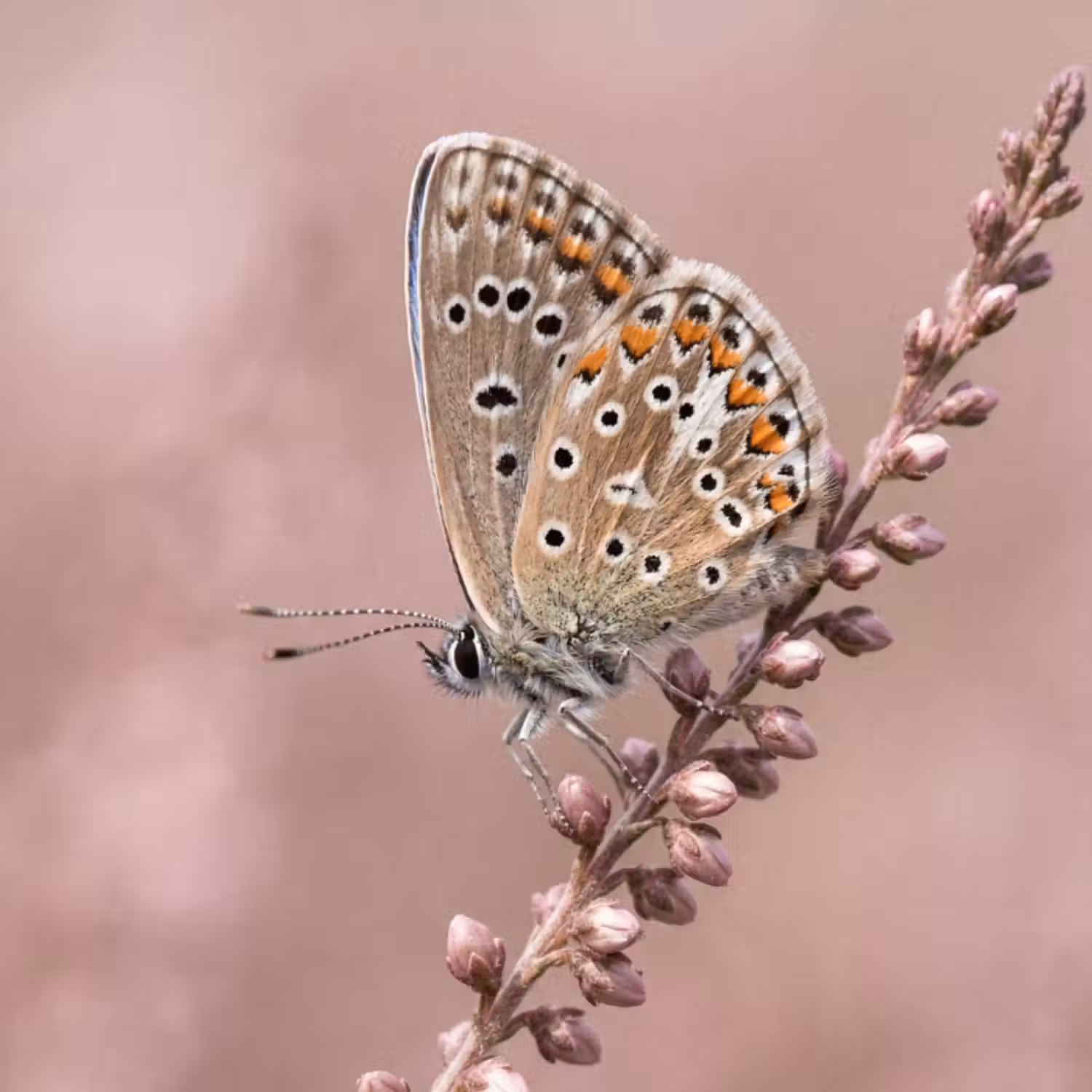 Tapete - Lavendel - Schmetterling - Lila