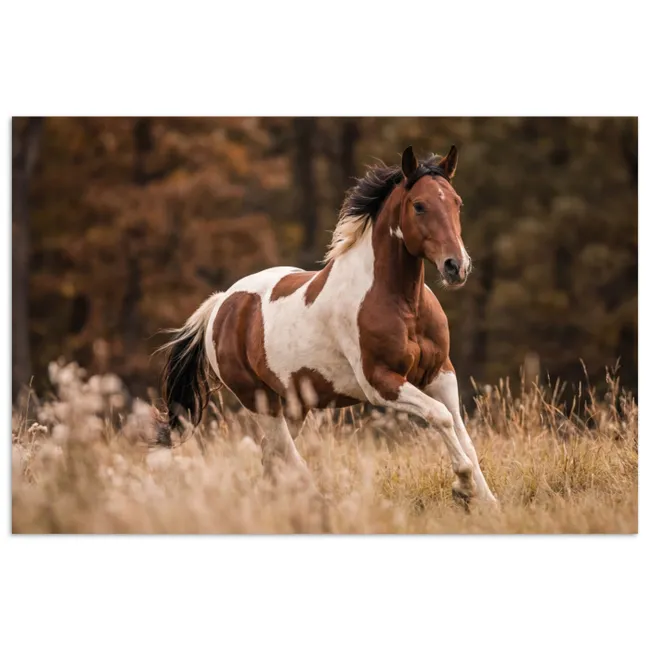 Poster - Paard - Bruin - Gras
