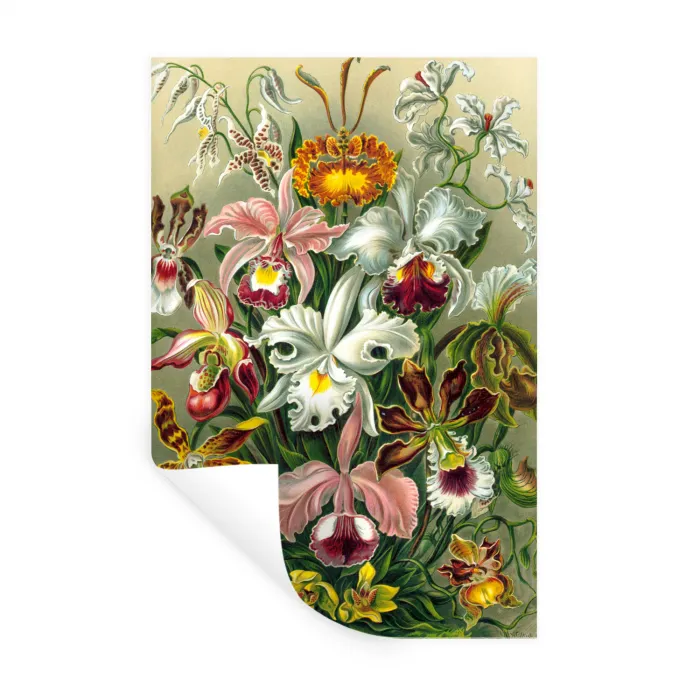 Planten - Natuur - Bloemen - Ernst Haeckel Muursticker klein -3d