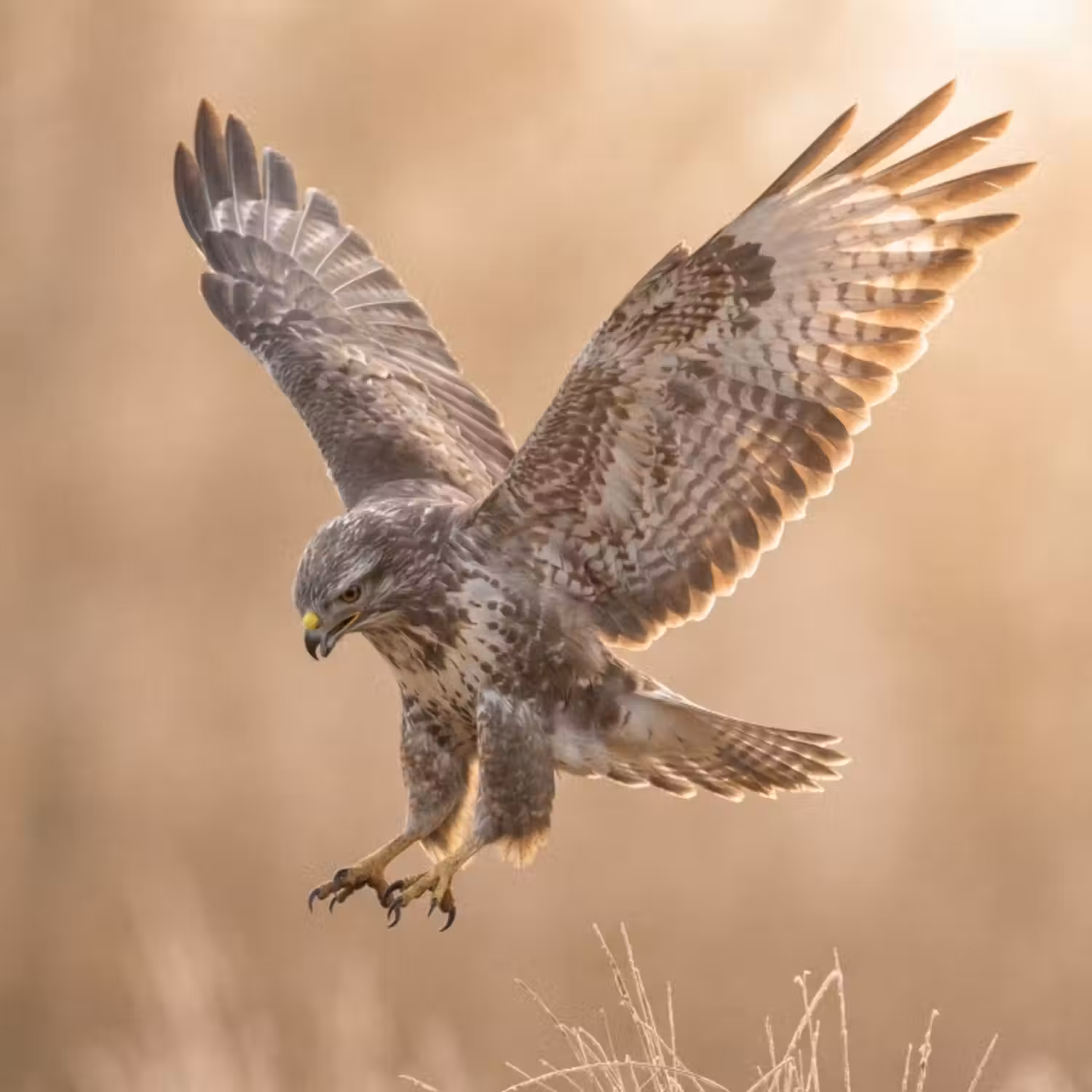 Behang - Buizerd - Roofvogel - Natuur - Bruin