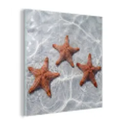 Zeesterren - Water - Helder plexiglas 5mm klein -z3d