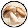 Champignons - Zacht - Beige Fotolijst rond zonder passe partout klein -3d